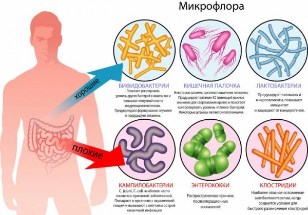 Чем полезен чайный гриб