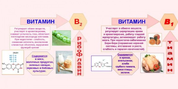 Чем полезен чайный гриб