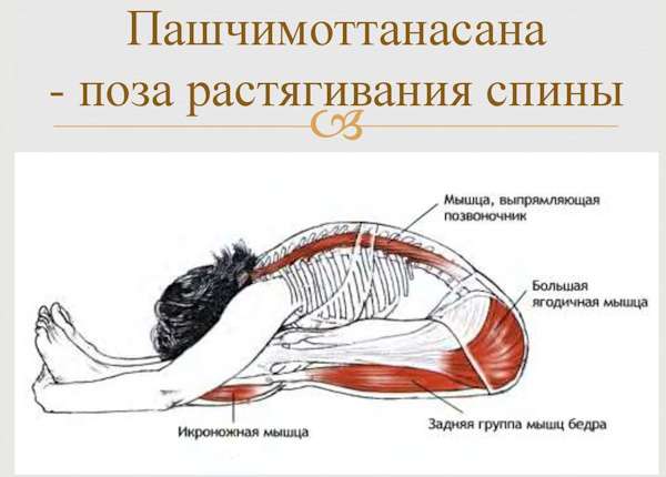 Складка упражнение в гимнастике. На пресс, растяжку, стоя