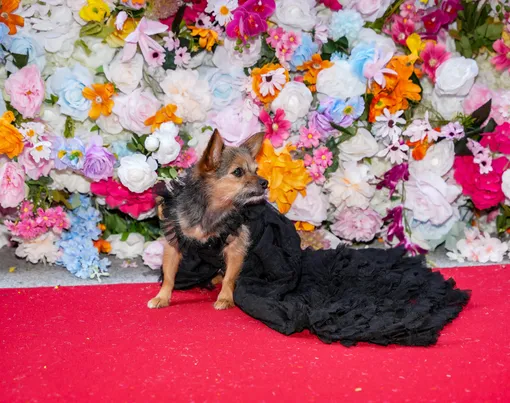 Собаки повторили образы звезд с Met Gala на благотворительном балу: это надо видеть