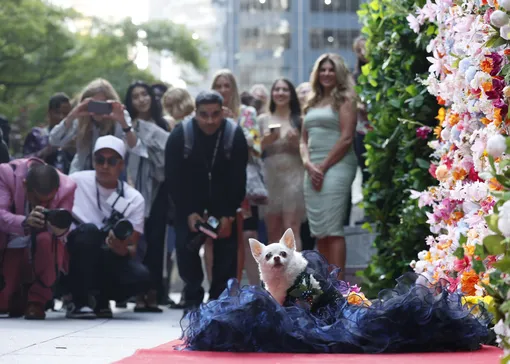 Собаки повторили образы звезд с Met Gala на благотворительном балу: это надо видеть