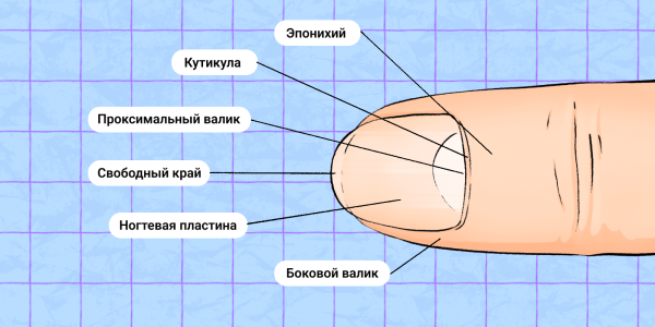 И всё-таки: нужно ли обрезать кутикулу на ногтях? — Лайфхакер Здоровье